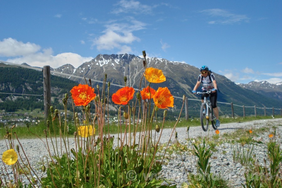 Rhätischer Alpen-Mohn, Papaver rhaeticum, Engadin, GR, Blüte gelb