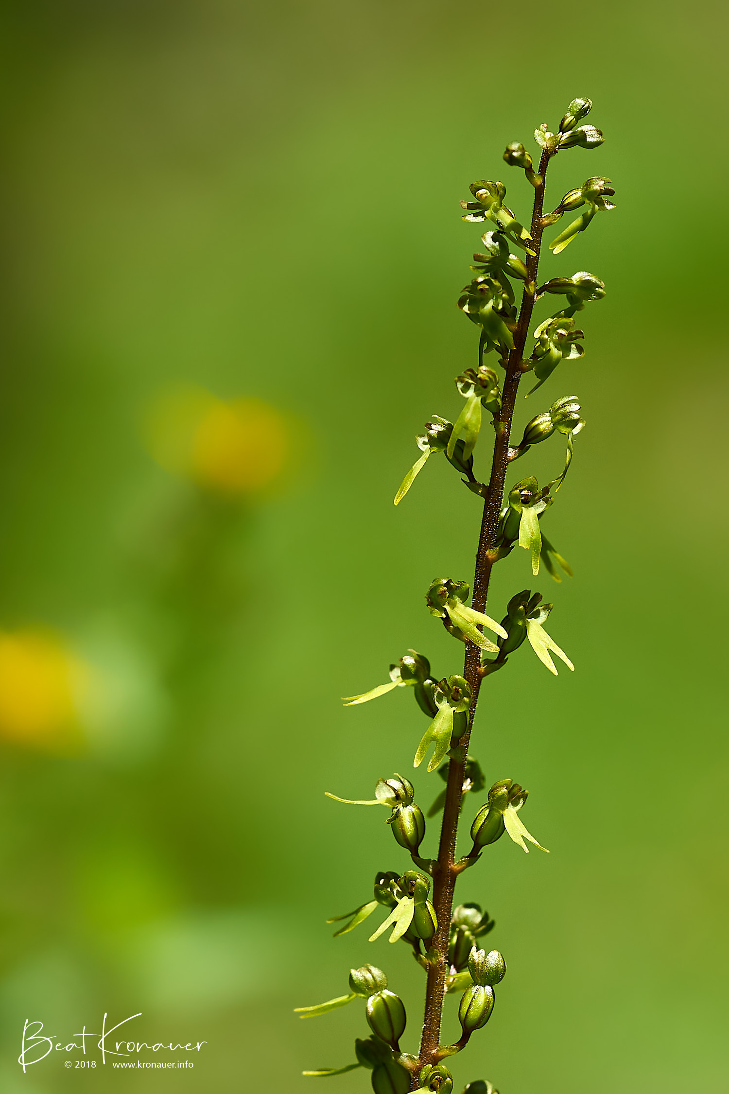 Grosses Zweiblatt (Listera ovata), Brunnital, Kanton Uri, Blüte gelb
