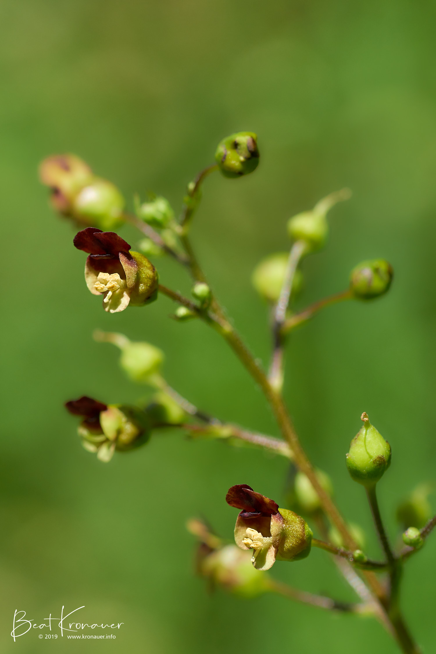 Knotige Braunwurz (Scrophularia nodosa), Maderanertal, Kanton Uri, Blüte gelb