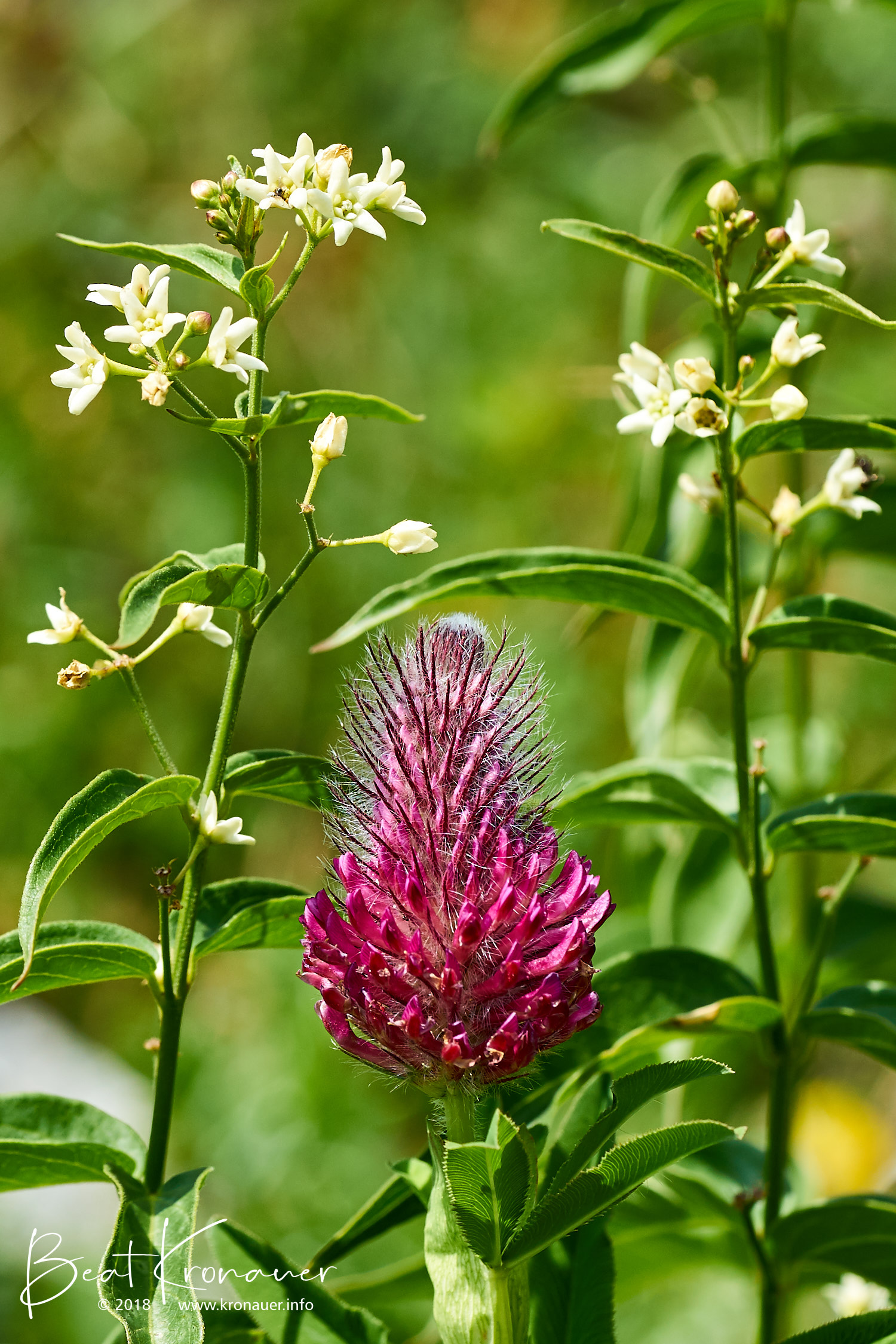Purpur-Klee (Trifolium rubens), Fuchsschwanz-Klee, Maderanertal, Kanton Uri, Blüte rot