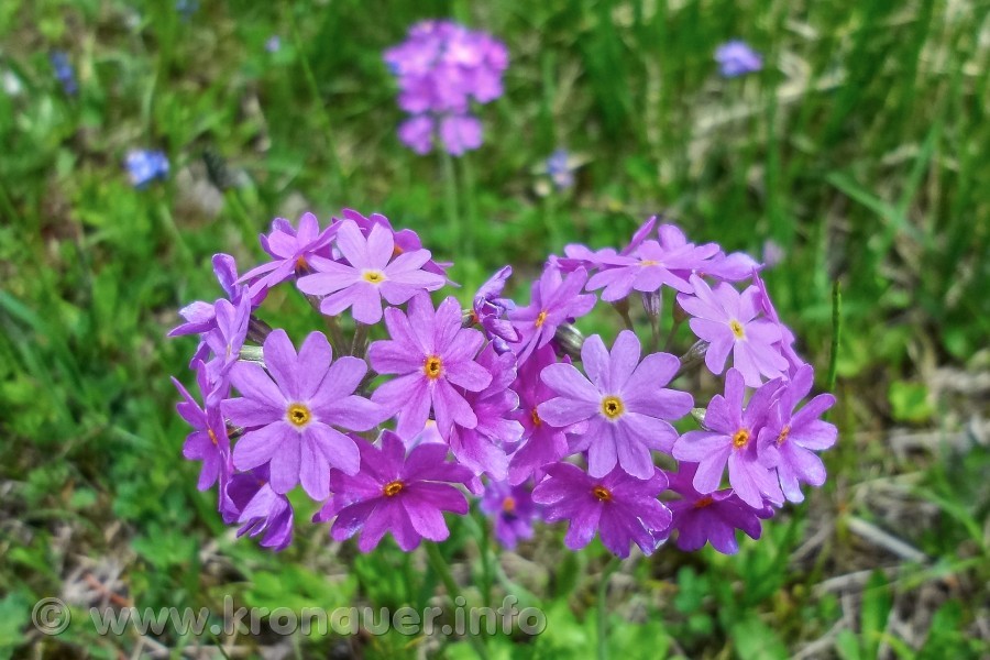 Mehlprimel (Primula farinosa), Mehlige Schlüsselblume, Blüte violett