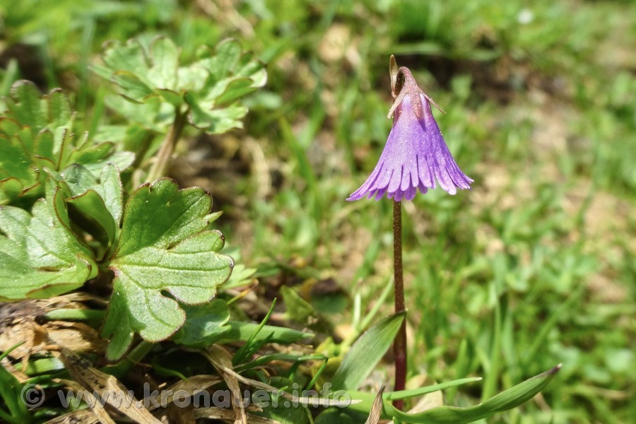 Alpen Soldanelle (Soldanella alpina), Blüte violett