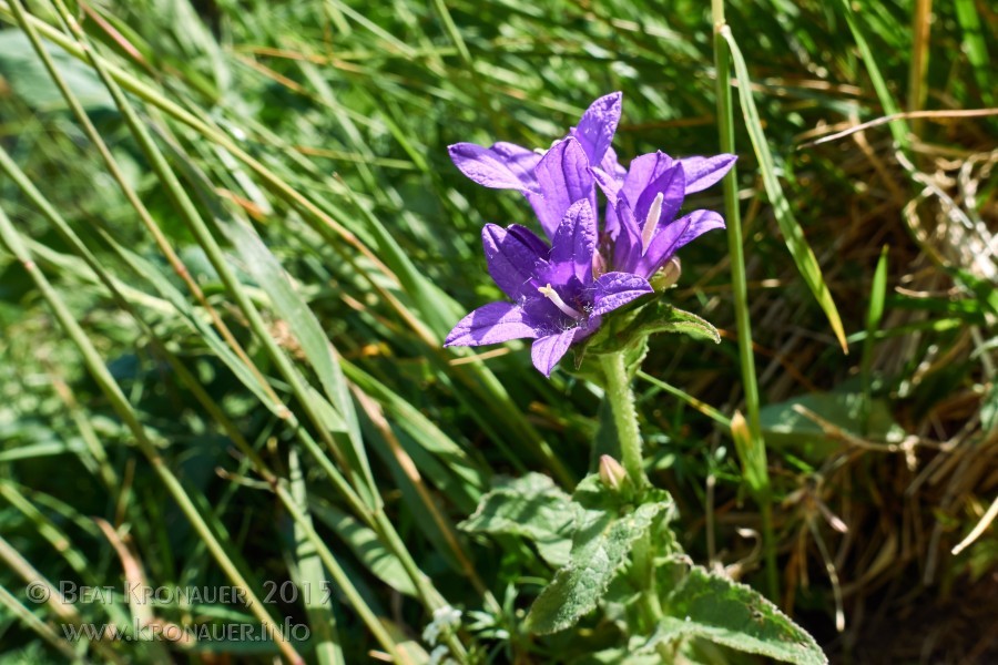 Knäuel-Glockenblume (Campanula glomerata), Büschel-Glockenblume, Stanserhorn, Nidwalden, Blüte violett