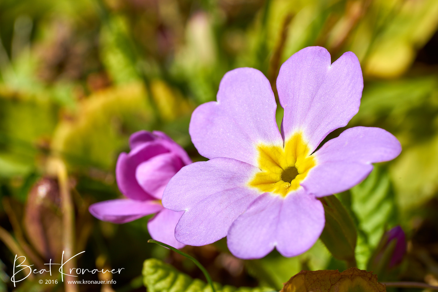 Primel (Primula), Bürglen, Kanton Uri, Blüte violett
