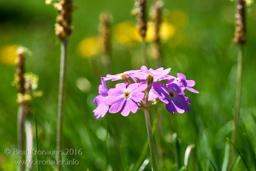Mehlprimel (Primula farinosa), Mehlige Schlüsselblume, Biel, Kanton Uri, Blüte violett