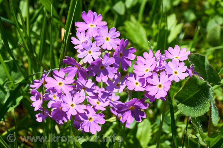 Mehlprimel (Primula farinosa), Mehlige Schlüsselblume, Biel, Kanton Uri, Blüte violett