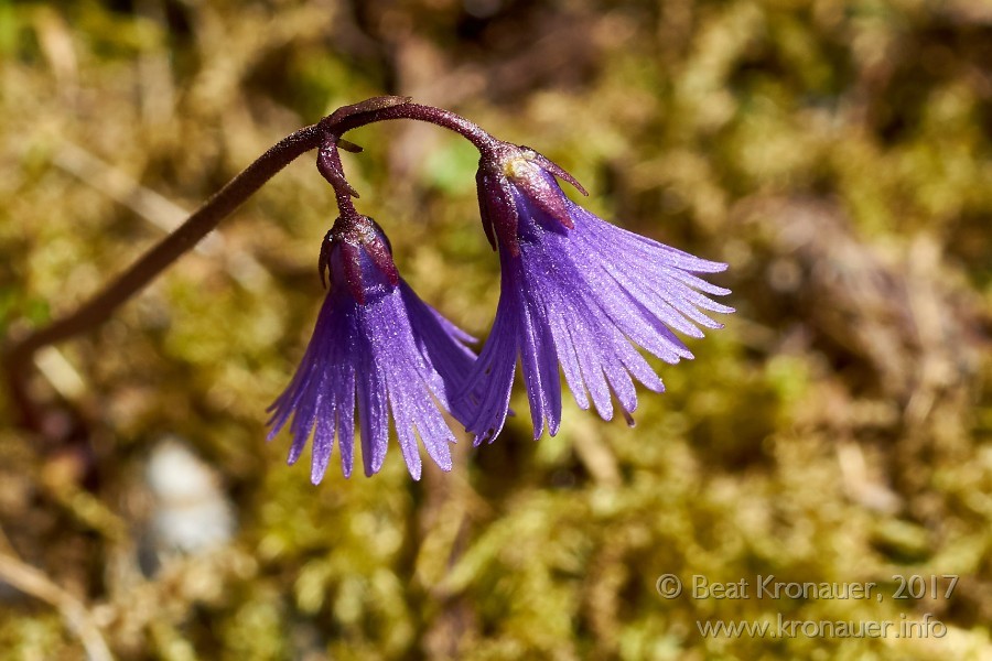 Alpen Soldanelle (Soldanella alpina), Biel, Kanton Uri, Blüte violett