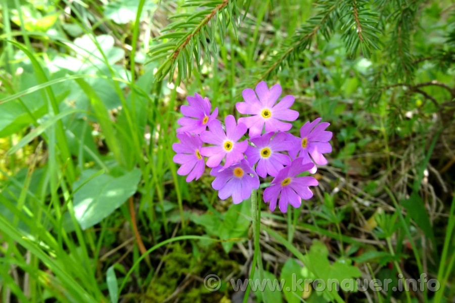 Mehlprimel (Primula farinosa), Mehlige Schlüsselblume, Hummel, Schwyz, Blüte violett