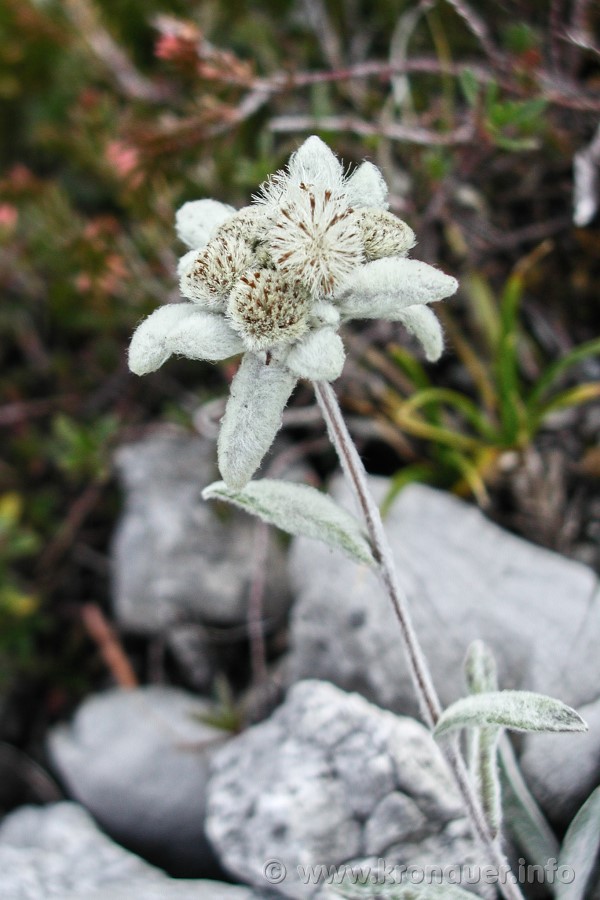 Alpen-Edelweiss (Leontopodium nivale)