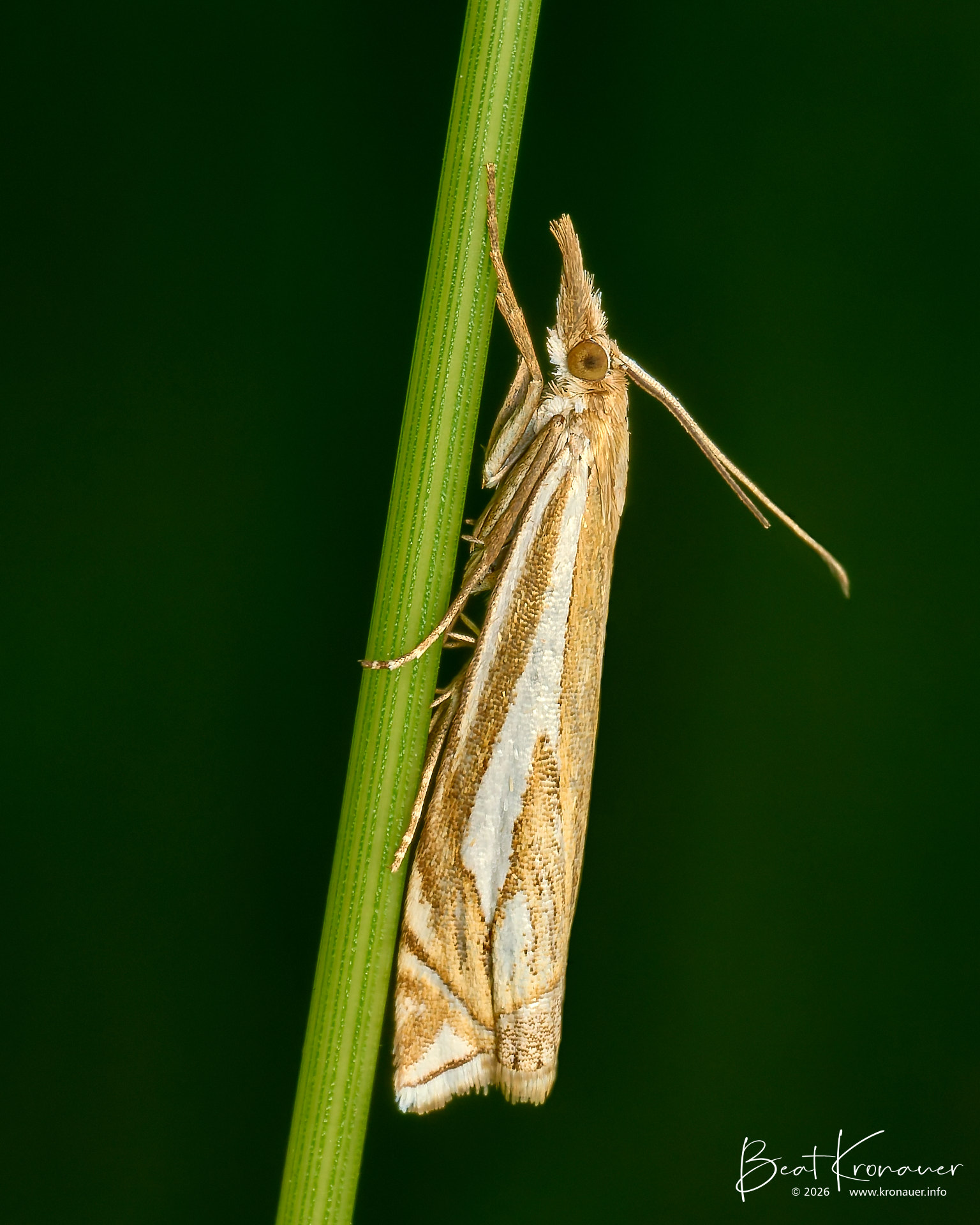 Gestreifter Wiesen-Graszünsler (Crambus pratella), Scarce Grass-moth, Studen, Schützenried, Hochmoor, Kanton Schwyz, Switzerland, Schmetterling Gestreifter Wiesen-Graszünsler (Crambus pratella), Scarce Grass-moth, Studen, Schützenried, Hochmoor, Kanton Schwyz, Switzerland, Schmetterling