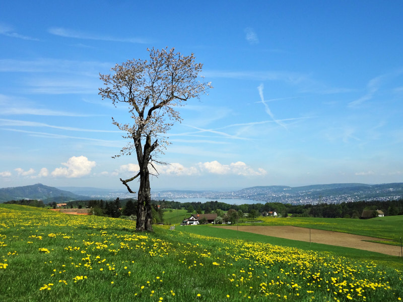 Zimmerberg