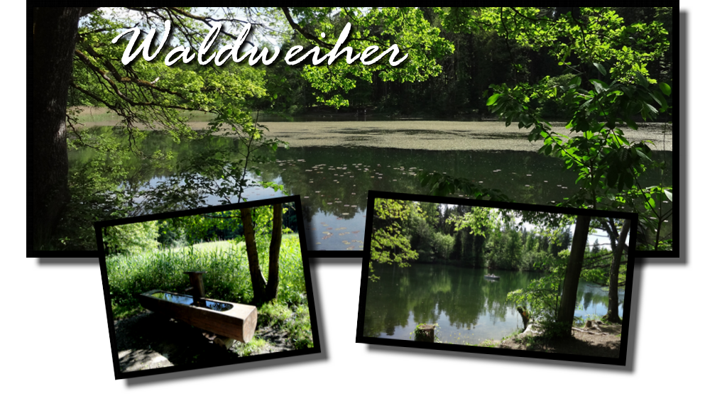 Waldweiher