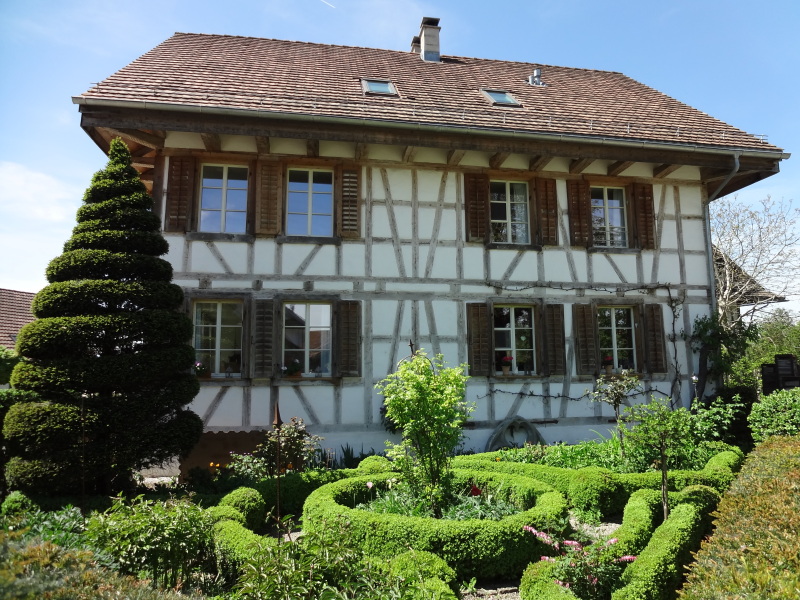 Zapfenzieherbaum
