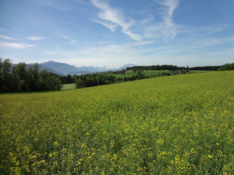 Rapsfeld