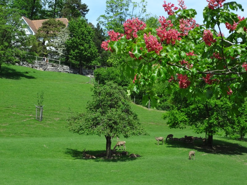 Tierpark
