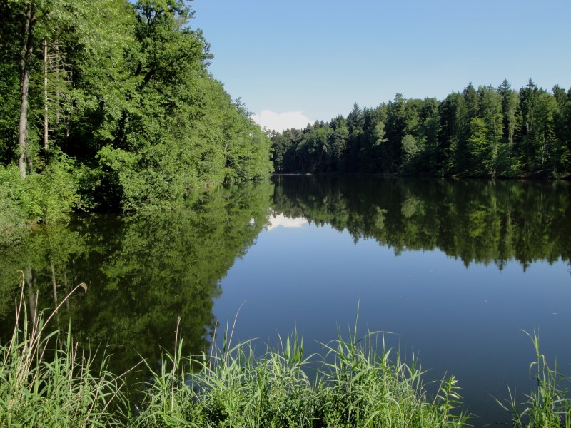 Waldweiher