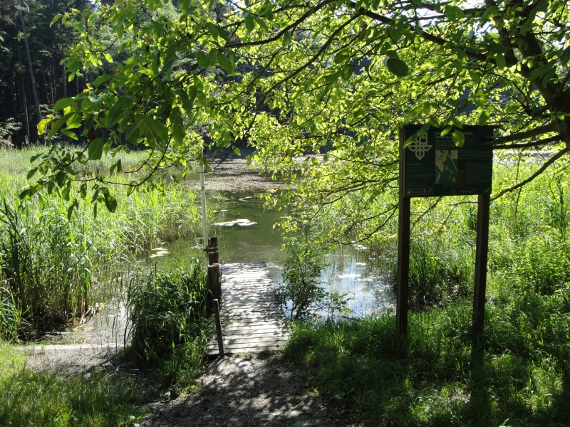 Waldweiher