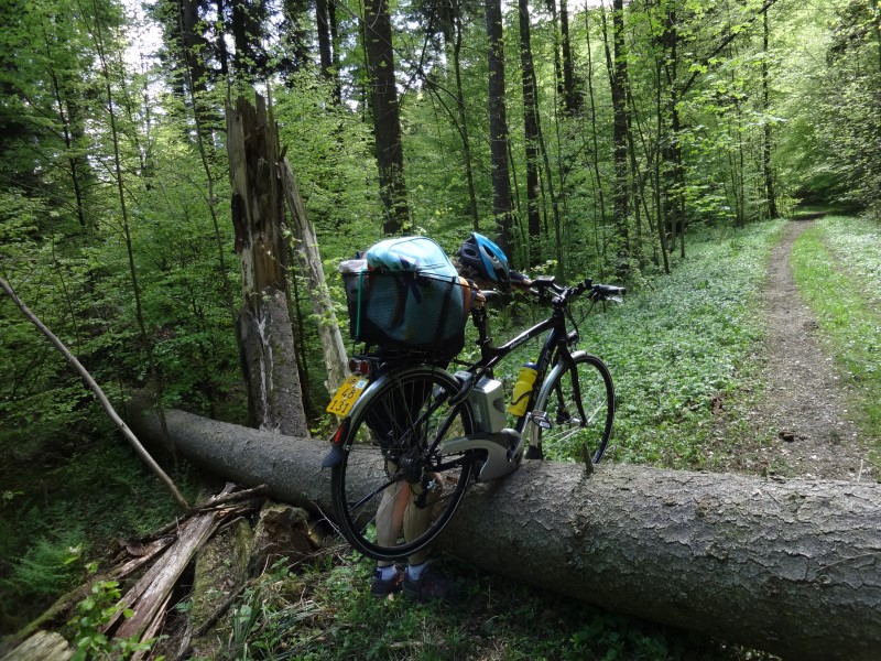 Baum im Weg