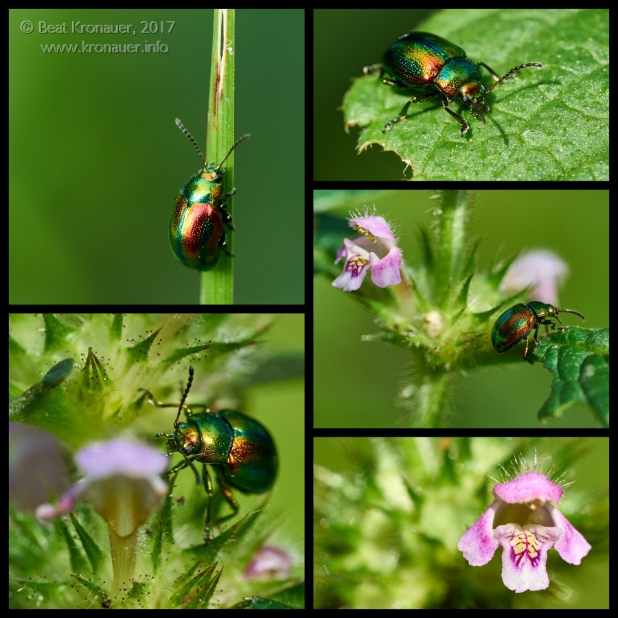 Prächtige Blattkäfer (Chrysolina fastuosa), Goldglänzende Blattkäfer, Seedorf, Reussdelta, Kanton Uri, Käfer
