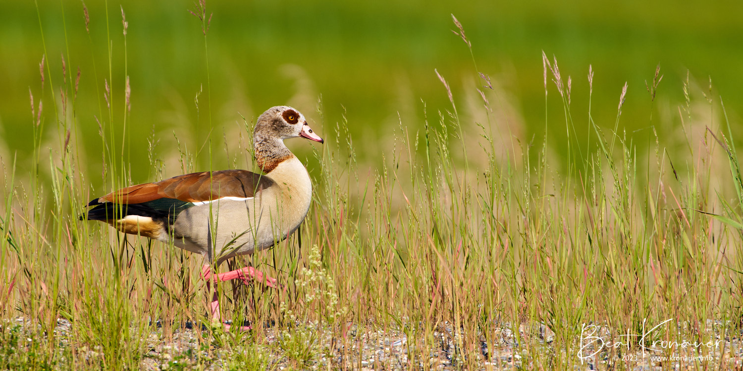Nilgans (Alopochen aegyptiaca), Neerach, Naturschutzgebiet Neeracherried, Kanton Zürich, Vogel Nilgans (Alopochen aegyptiaca), Neerach, Naturschutzgebiet Neeracherried, Kanton Zürich, Vogel