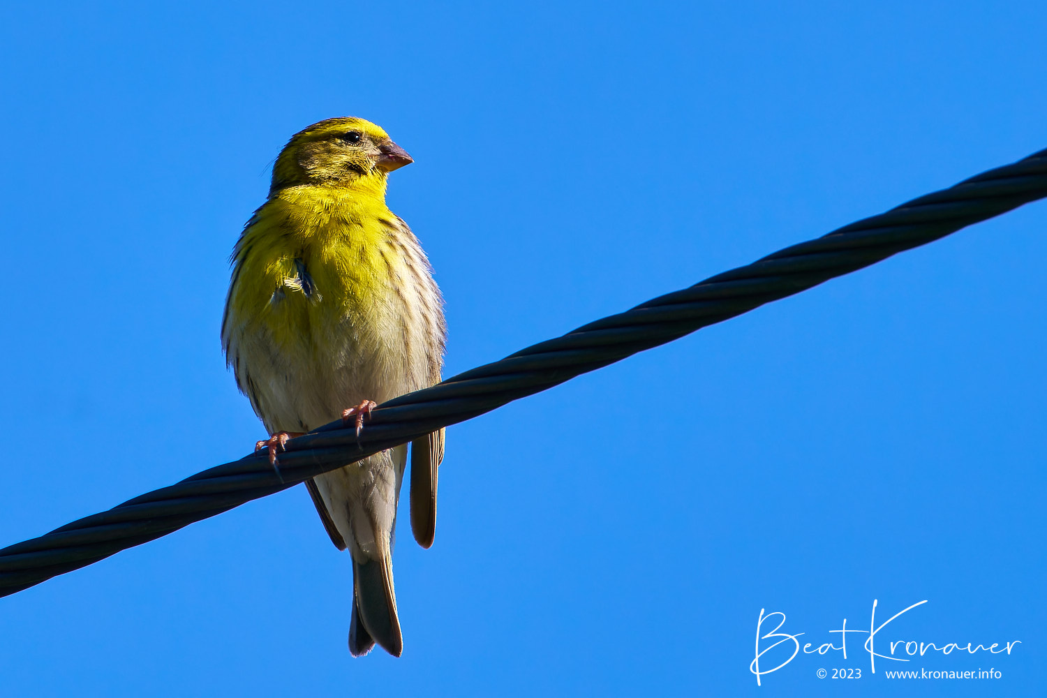 Giritz (Serinus serinus), Hospental, Zumdorf, Kanton Uri, Vogel Giritz (Serinus serinus), Hospental, Zumdorf, Kanton Uri, Vogel
