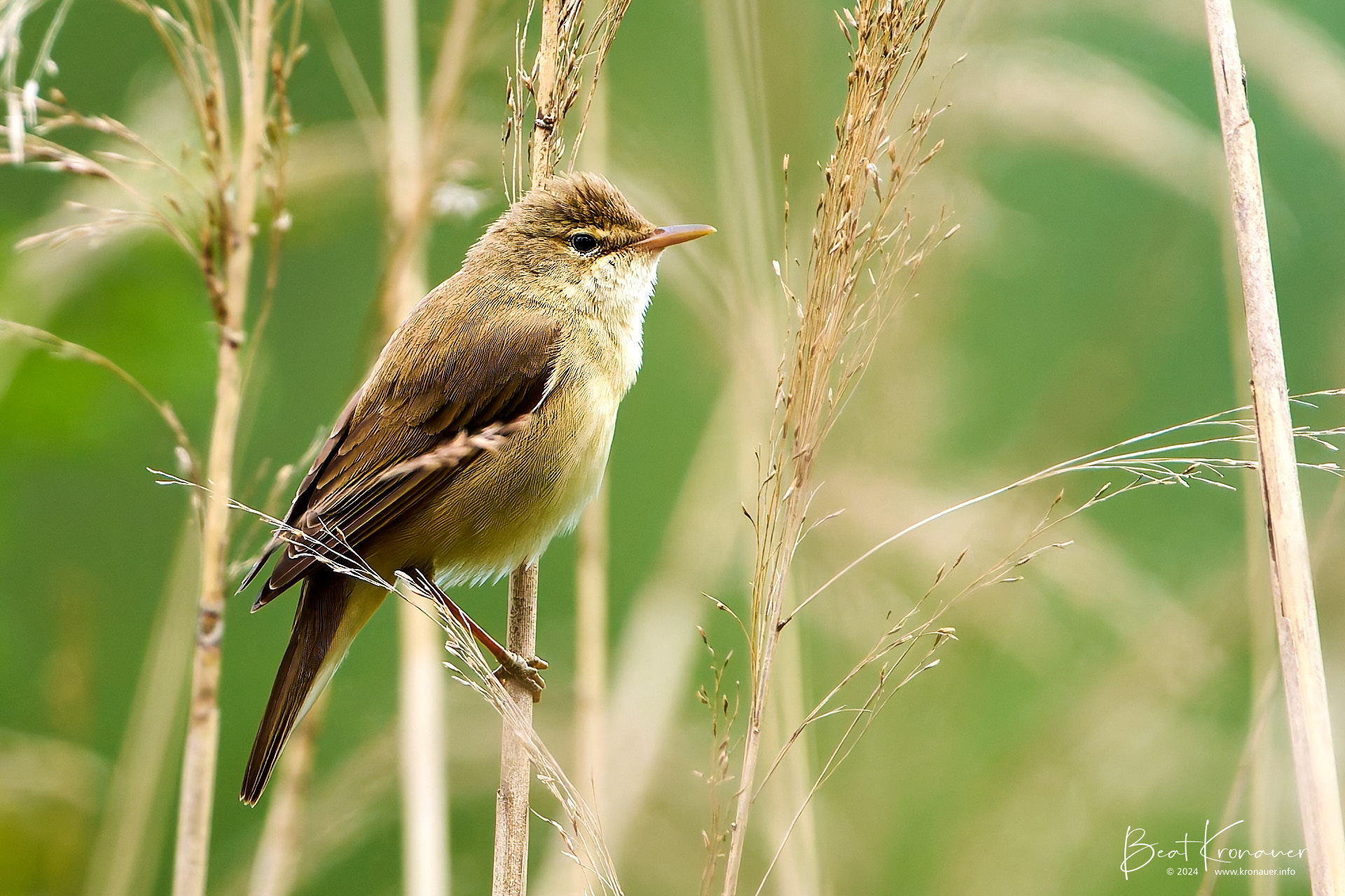 Sumpfrohrsänger (Acrocephalus palustris), Marsh Warbler, Seedorf, Naturschutzgebiet Reussdelta, Kanton Uri Sumpfrohrsänger (Acrocephalus palustris), Marsh Warbler, Seedorf, Naturschutzgebiet Reussdelta, Kanton Uri