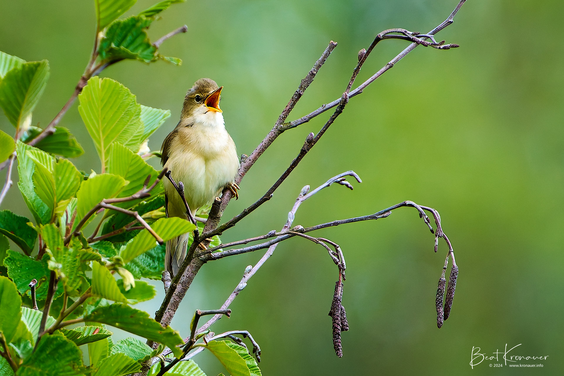 Sumpfrohrsänger (Acrocephalus palustris), Marsh Warbler, Seedorf, Naturschutzgebiet Reussdelta, Kanton Uri Sumpfrohrsänger (Acrocephalus palustris), Marsh Warbler, Seedorf, Naturschutzgebiet Reussdelta, Kanton Uri