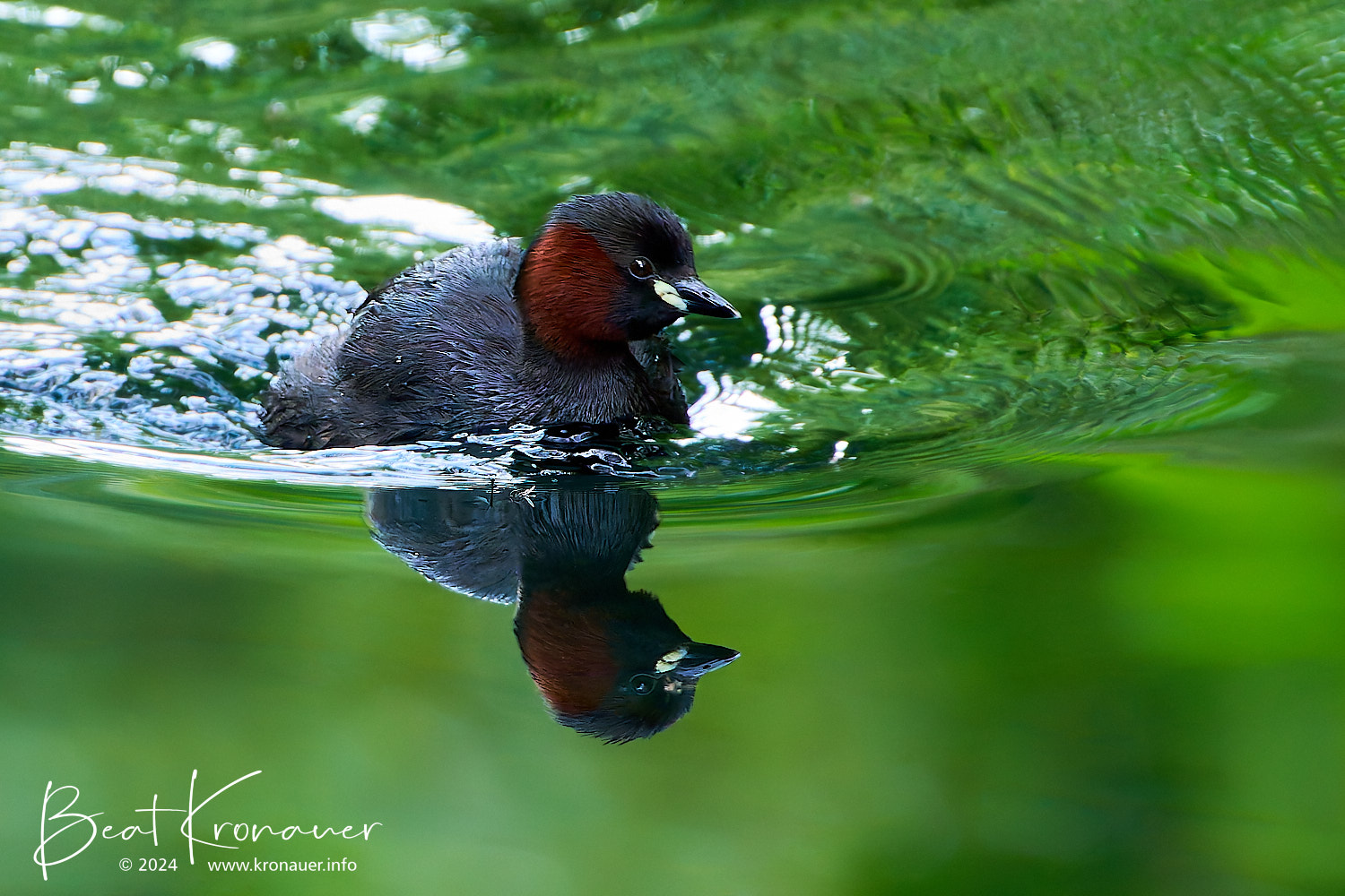 Zwergtaucher (Tachybaptus ruficollis), Little Grebe, Seedorf, Naturschutzgebiet Reussdelta, Kanton Uri, Vogel Zwergtaucher (Tachybaptus ruficollis), Little Grebe, Seedorf, Naturschutzgebiet Reussdelta, Kanton Uri, Vogel
