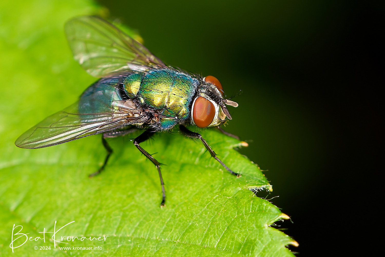 Goldfliege (Lucilia sericata), Seedorf, Naturschutzgebiet Reussdelta, Kanton Uri, Zweiflügler Goldfliege (Lucilia sericata), Seedorf, Naturschutzgebiet Reussdelta, Kanton Uri, Zweiflügler