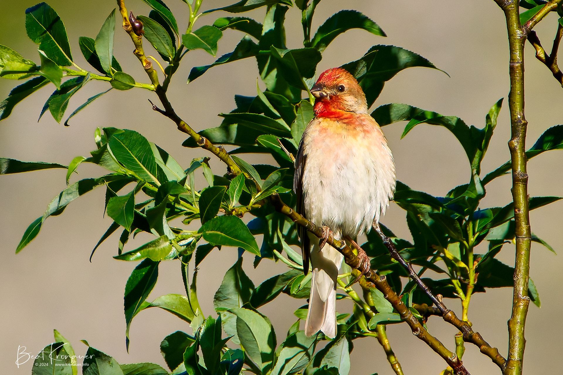 Karmingimpel (Carpodacus erythrinus), Common Rosefinch, Männchen, Andermatt, Reussen, Kanton Uri Karmingimpel (Carpodacus erythrinus), Common Rosefinch, Männchen, Andermatt, Reussen, Kanton Uri