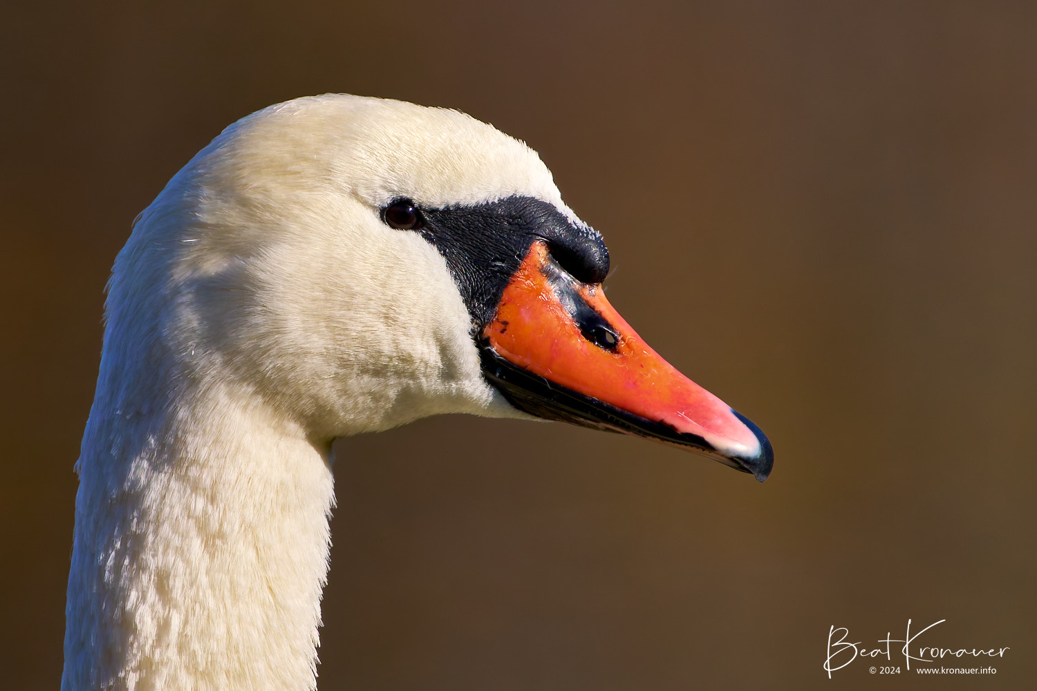 Höckerschwan (Cygnus olor), Mute Swan, Seedorf, Naturschutzgebiet Reussdelta, Kanton Uri, Vogel Höckerschwan (Cygnus olor), Mute Swan, Seedorf, Naturschutzgebiet Reussdelta, Kanton Uri, Vogel