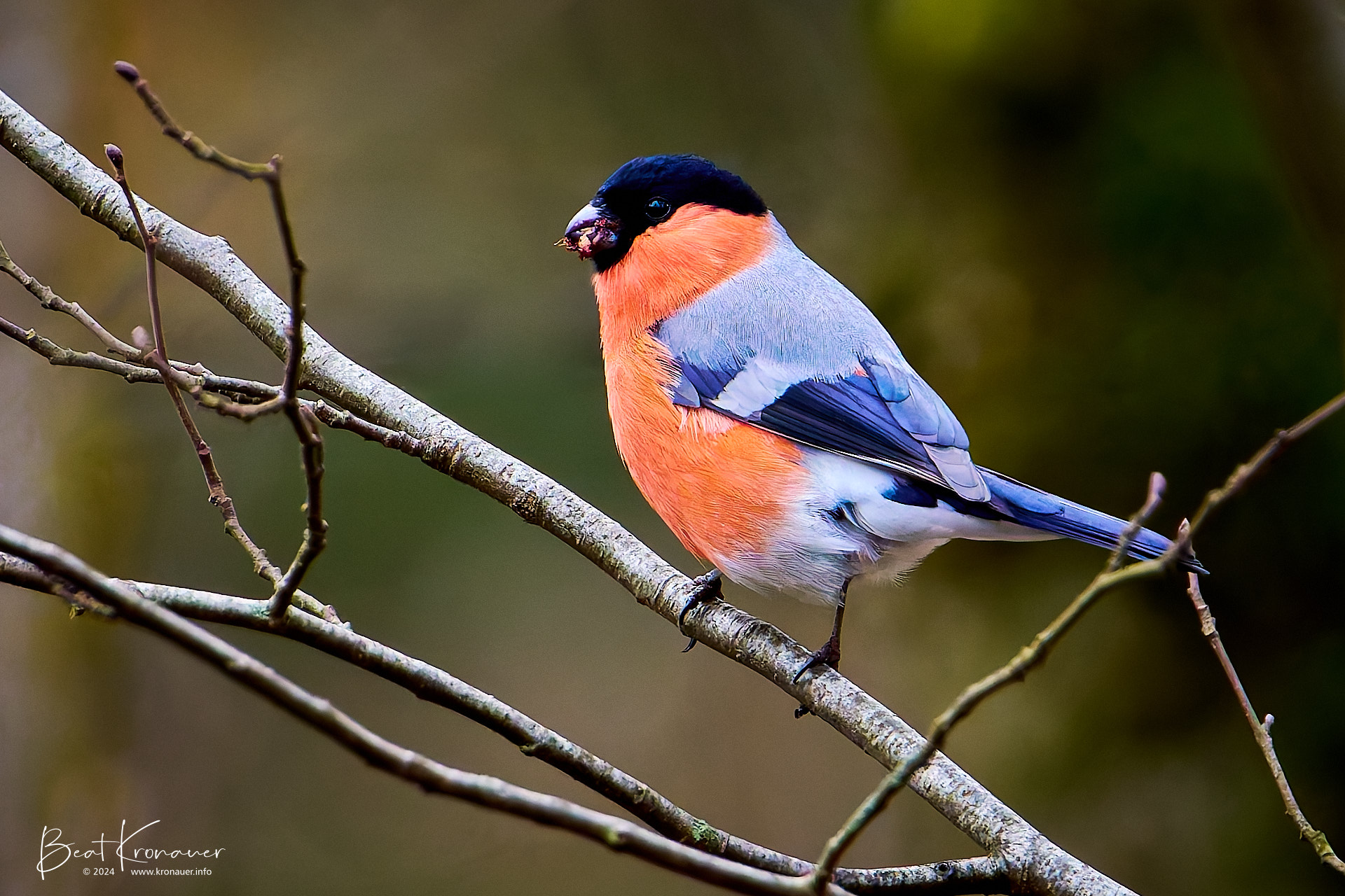 Gimpel (Pyrrhula pyrrhula), Dompfaff, Eurasian Bullfinch, Seedorf, Naturschutzgebiet Reussdelta, Kanton Uri Gimpel (Pyrrhula pyrrhula), Dompfaff, Eurasian Bullfinch, Männchen, Seedorf, Naturschutzgebiet Reussdelta, Kanton Uri