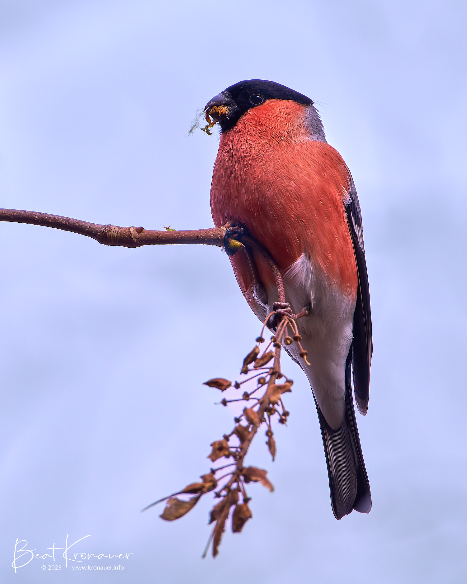 Gimpel (Pyrrhula pyrrhula), Dompfaff, Eurasian Bullfinch, Männchen, Seedorf, Naturschutzgebiet Reussdelta, Kanton Uri, Switzerland, Vogel Gimpel (Pyrrhula pyrrhula), Dompfaff, Eurasian Bullfinch, Männchen, Seedorf, Naturschutzgebiet Reussdelta, Kanton Uri, Switzerland, Vogel