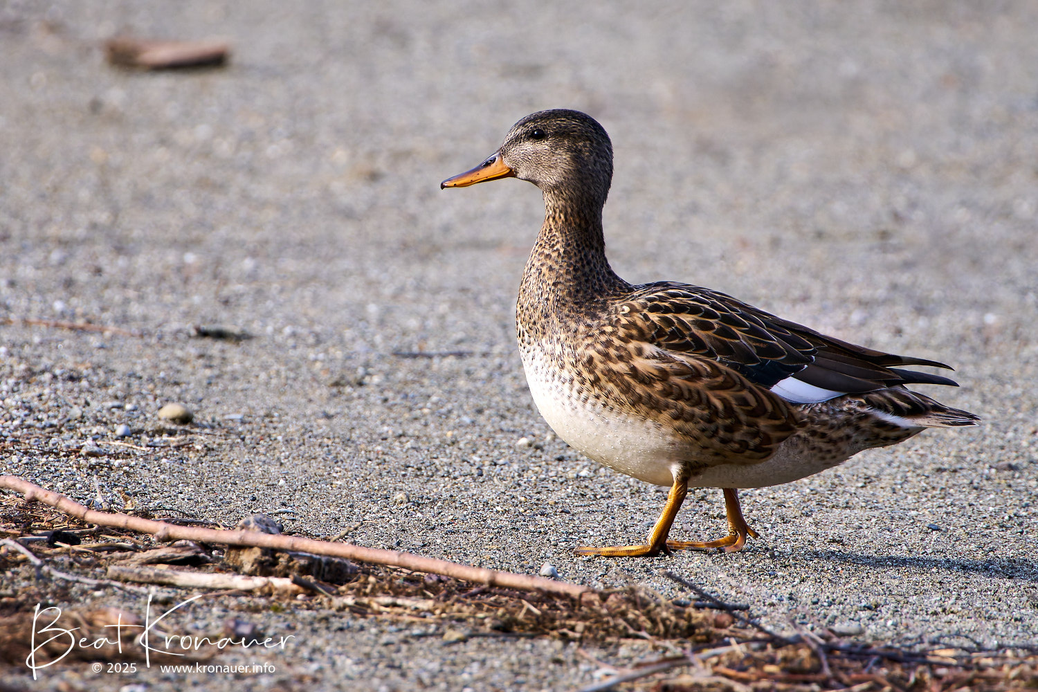 Schnatterente (Mareca strepera), Gadwall, Weibchen, Seedorf, Naturschutzgebiet Reussdelta, Kanton Uri, Switzerland, Vogel Schnatterente (Mareca strepera), Gadwall, Weibchen, Seedorf, Naturschutzgebiet Reussdelta, Kanton Uri, Switzerland, Vogel