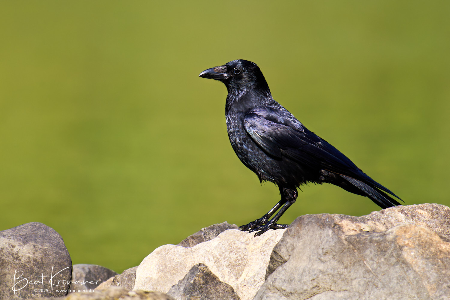 Rabenkrähe (Corvus corone), Carrion Crow, Flüelen, Naturschutzgebiet Reussdelta, Kanton Uri, Vogel Rabenkrähe (Corvus corone), Carrion Crow, Flüelen, Naturschutzgebiet Reussdelta, Kanton Uri, Vogel