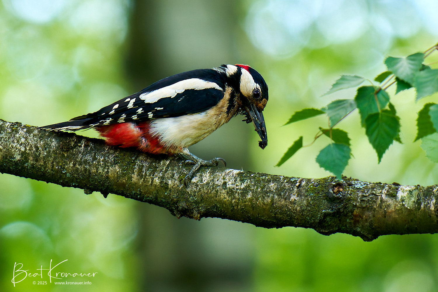 Buntspecht (Dendrocopos major), Great Spotted Woodpecker, Männchen, Seedorf, Naturschutzgebiet Reussdelta, Kanton Uri, Switzerland, Vogel Buntspecht (Dendrocopos major), Great Spotted Woodpecker, Männchen, Seedorf, Naturschutzgebiet Reussdelta, Kanton Uri, Switzerland, Vogel