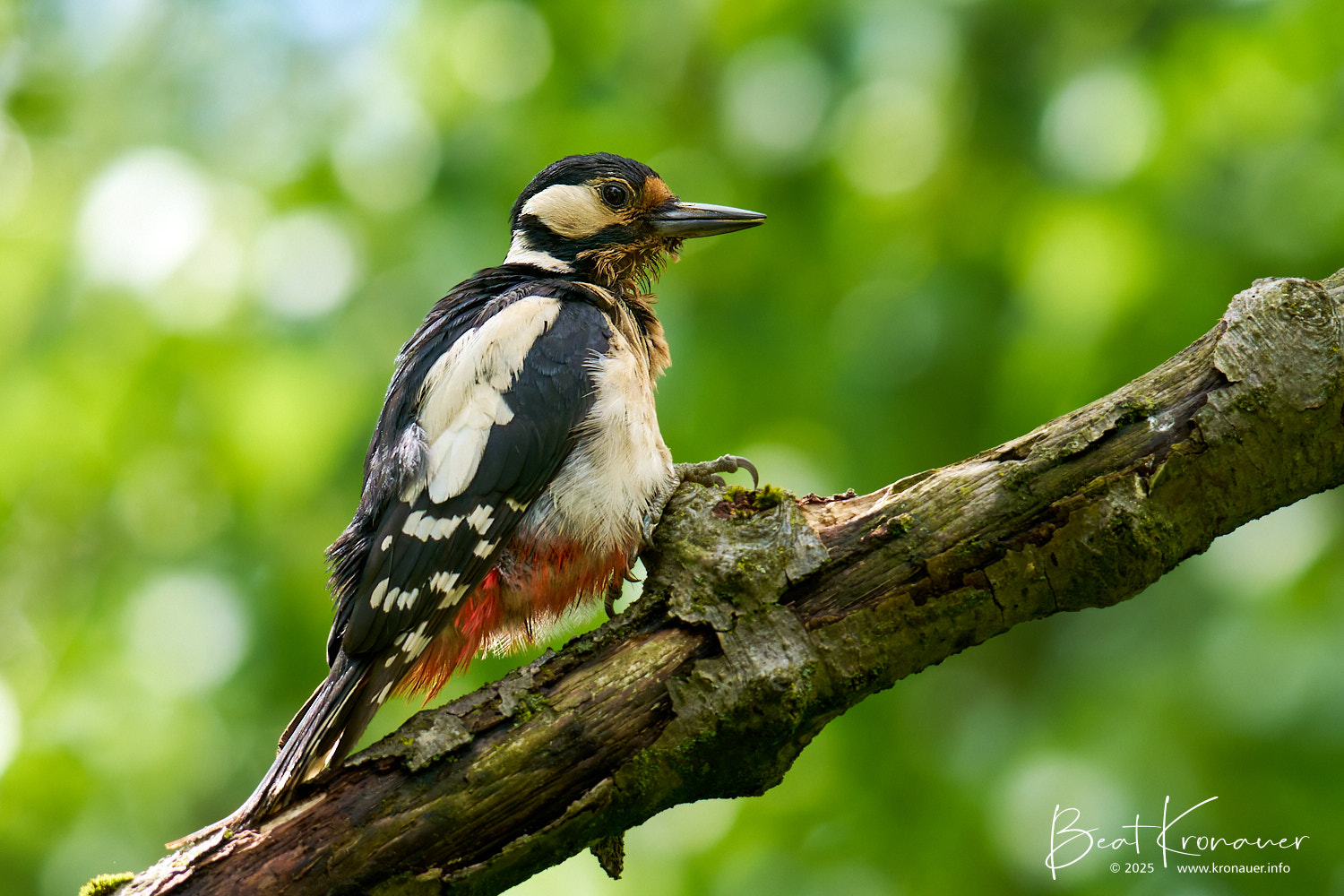 Buntspecht (Dendrocopos major), Great Spotted Woodpecker, Weibchen, Seedorf, Naturschutzgebiet Reussdelta, Kanton Uri, Switzerland, Vogel Buntspecht (Dendrocopos major), Great Spotted Woodpecker, Weibchen, Seedorf, Naturschutzgebiet Reussdelta, Kanton Uri, Switzerland, Vogel
