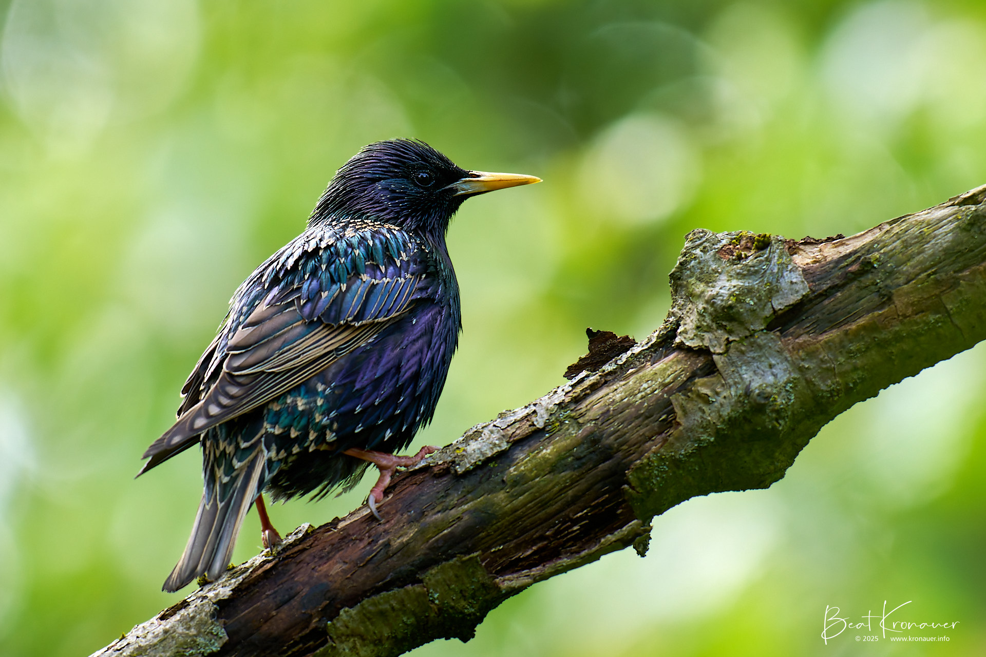 Star (Sturnus vulgaris), European Starling, Seedorf, Naturschutzgebiet Reussdelta, Kanton Uri, Switzerland, Vogel Star (Sturnus vulgaris), European Starling, Seedorf, Naturschutzgebiet Reussdelta, Kanton Uri, Switzerland, Vogel