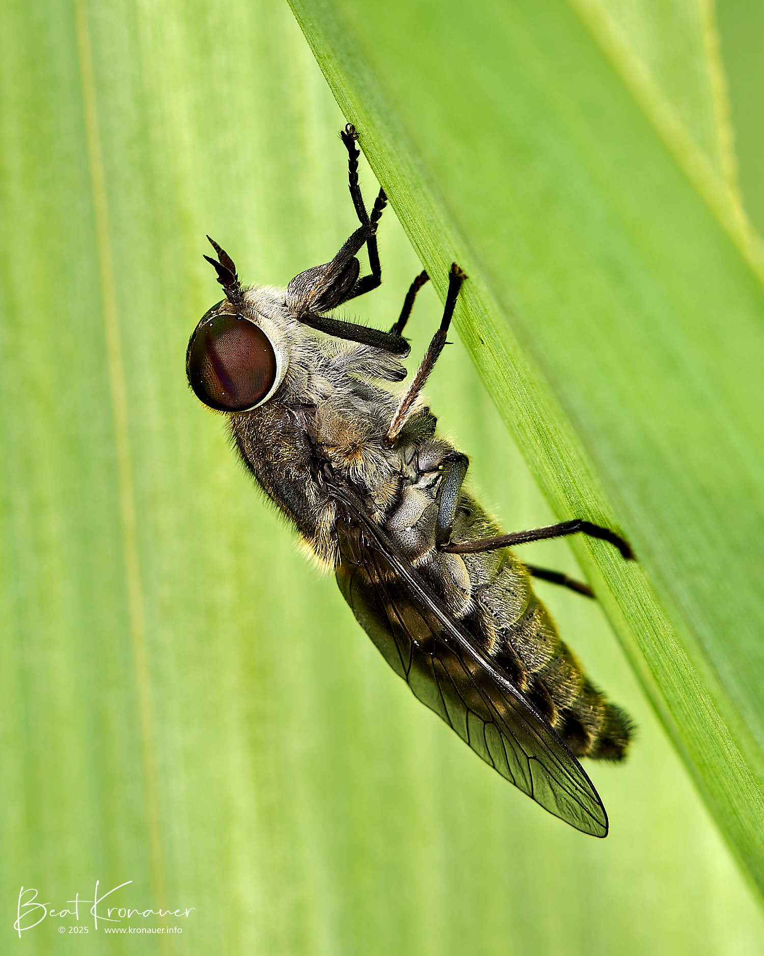 Pferdebremse (Tabanus sudeticus), Dark Giant Horsefly, Seedorf, Reussdelta, Kanton Uri, Zweiflügler Pferdebremse (Tabanus sudeticus), Dark Giant Horsefly, Seedorf, Reussdelta, Kanton Uri, Zweiflügler