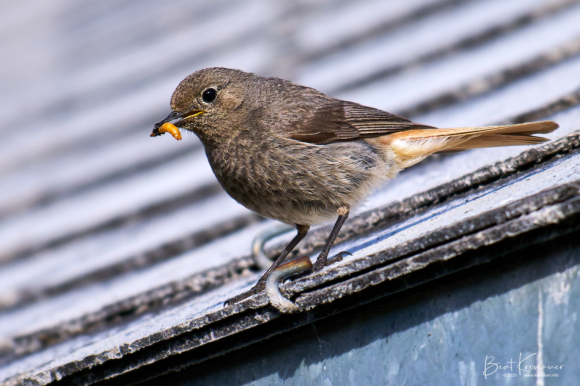 Hausrotschwanz (Phoenicurus ochruros), Black Redstart, Weibchen, Realp, Furkablick, Kanton Uri, Switzerland, Vogel Hausrotschwanz (Phoenicurus ochruros), Black Redstart, Weibchen, Realp, Furkablick, Kanton Uri, Switzerland, Vogel