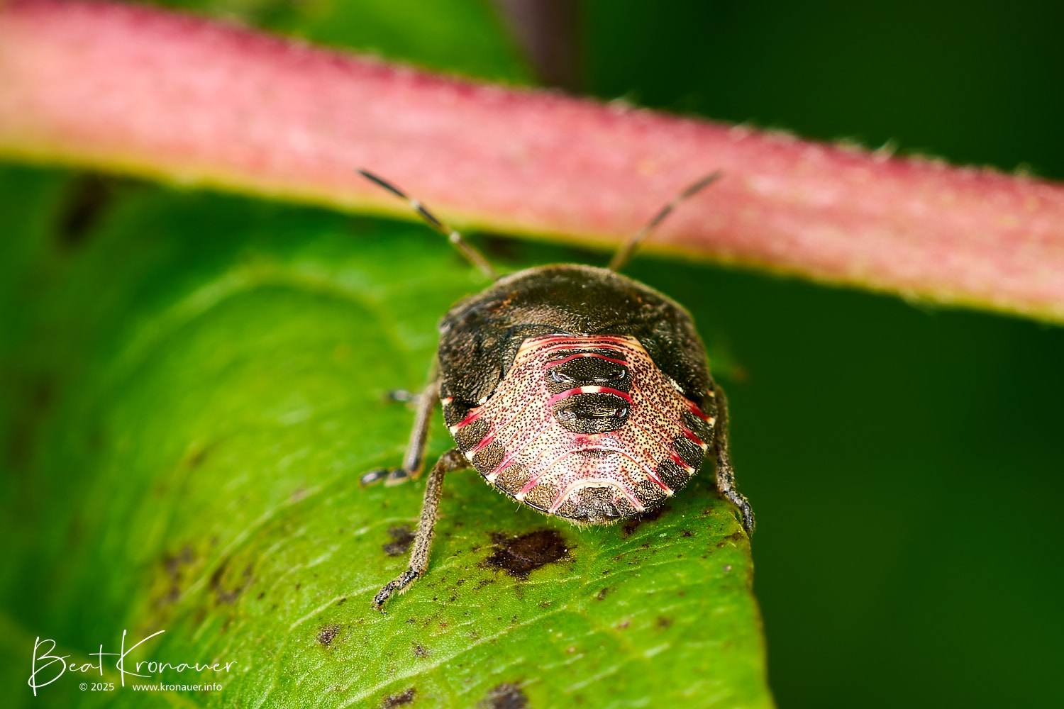 Beerenwanze (Dolycoris baccarum), Nymphe, Silenen, Efibach, Kanton Uri, Switzerland, Wanze Beerenwanze (Dolycoris baccarum), Nymphe, Silenen, Efibach, Kanton Uri, Switzerland, Wanze