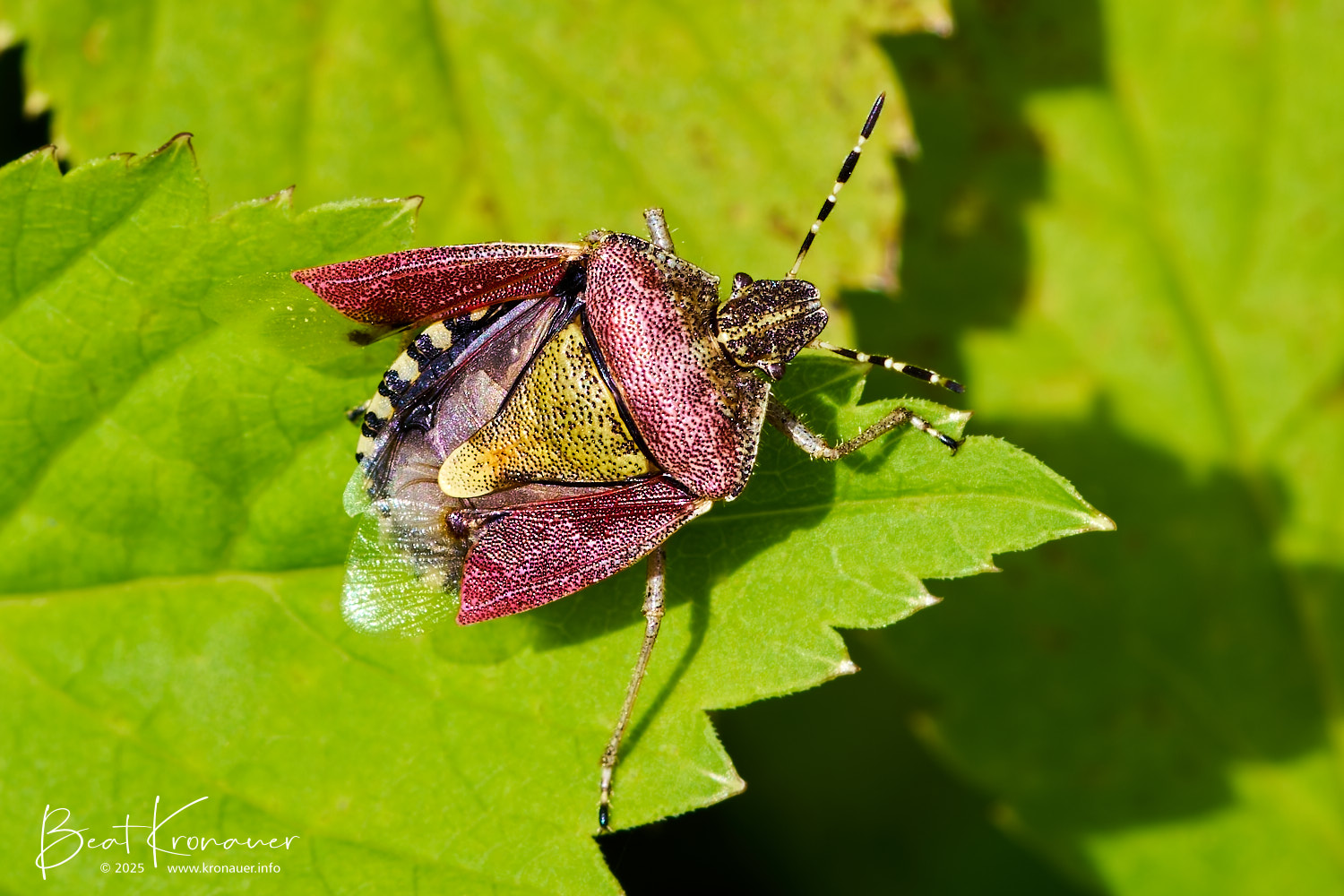 Beerenwanze (Dolycoris baccarum), Silenen, Efibach, Kanton Uri, Switzerland, Wanze Beerenwanze (Dolycoris baccarum), Silenen, Efibach, Kanton Uri, Switzerland, Wanze