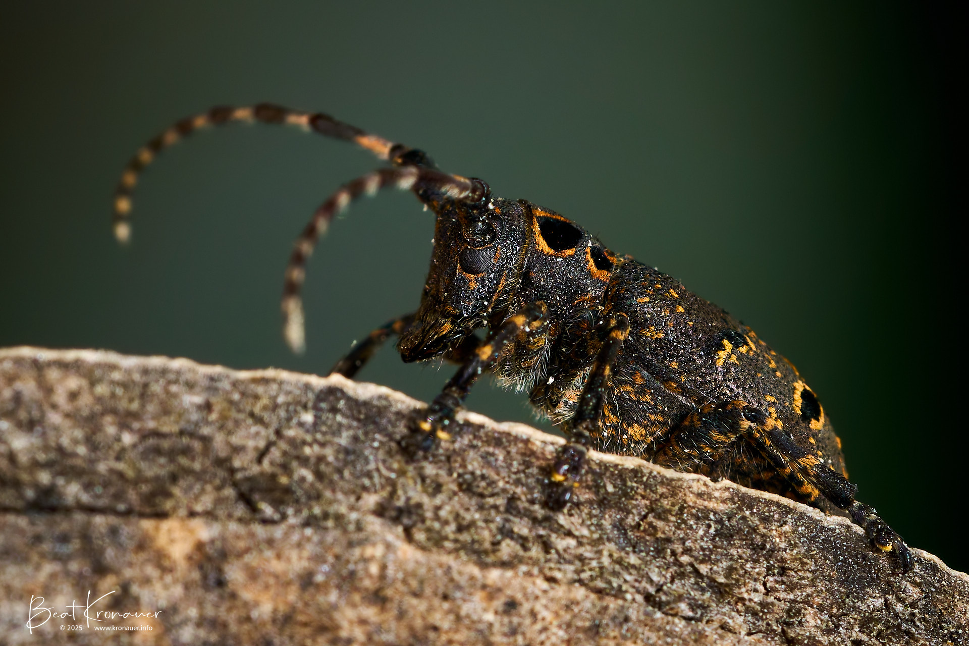 Achtfleckiger Augenbock (Mesosa curculionides), Longhorn Beetle, Silenen, Efibach, Kanton Uri, Switzerland, Käfer Achtfleckiger Augenbock (Mesosa curculionides), Longhorn Beetle, Silenen, Efibach, Kanton Uri, Switzerland, Käfer