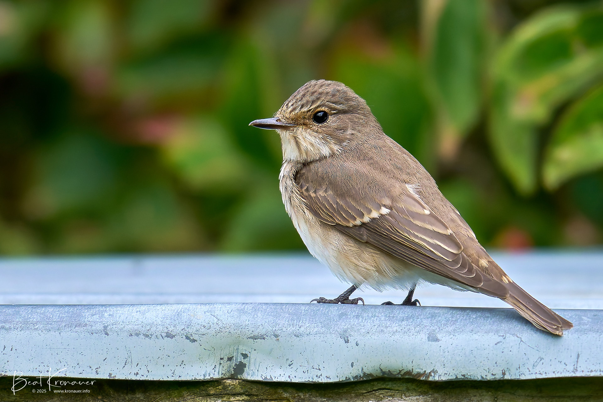 Grauschnäpper (Muscicapa striata), Spotted Flycatcher, Jungvogel, Seedorf, Naturschutzgebiet Reussdelta, Kanton Uri, Switzerland, Vogel Grauschnäpper (Muscicapa striata), Spotted Flycatcher, Jungvogel, Seedorf, Naturschutzgebiet Reussdelta, Kanton Uri, Switzerland, Vogel