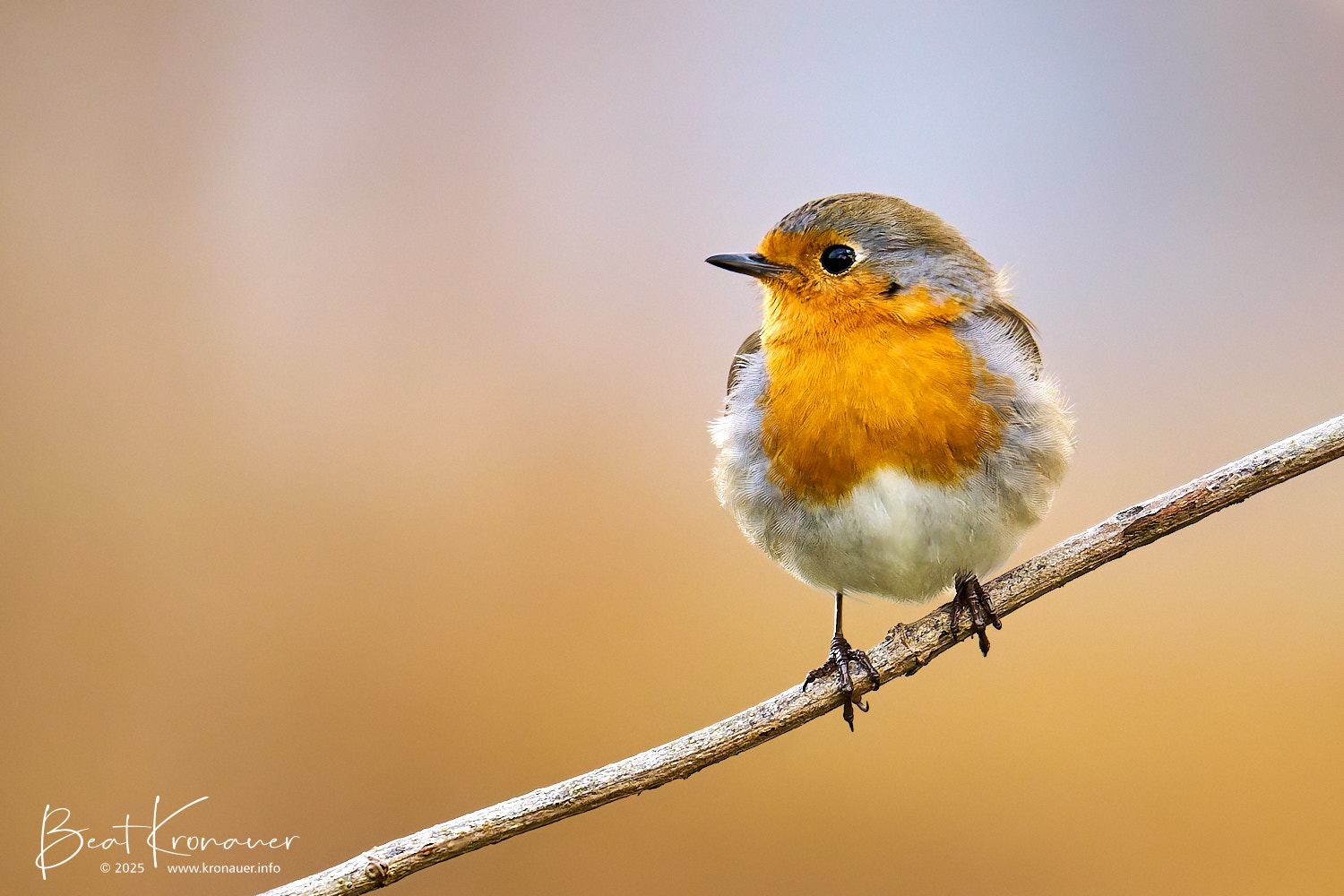 Rotkehlchen (Erithacus rubecula), European Robin, Seedorf, Naturschutzgebiet Reussdelta, Kanton Uri, Switzerland, Vogel Rotkehlchen (Erithacus rubecula), European Robin, Seedorf, Naturschutzgebiet Reussdelta, Kanton Uri, Switzerland, Vogel