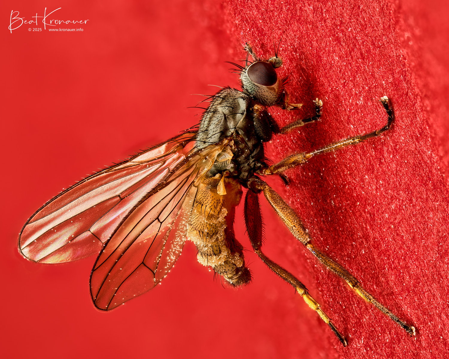 Zweiflügler (Diptera) mit Fliegentöter-Pilz (Entomophthora muscae), Bürglen, Kanton Uri, Switzerland, Diptera, Zweiflügler Zweiflügler (Diptera) mit Fliegentöter-Pilz (Entomophthora muscae), Bürglen, Kanton Uri, Switzerland, Diptera, Zweiflügler