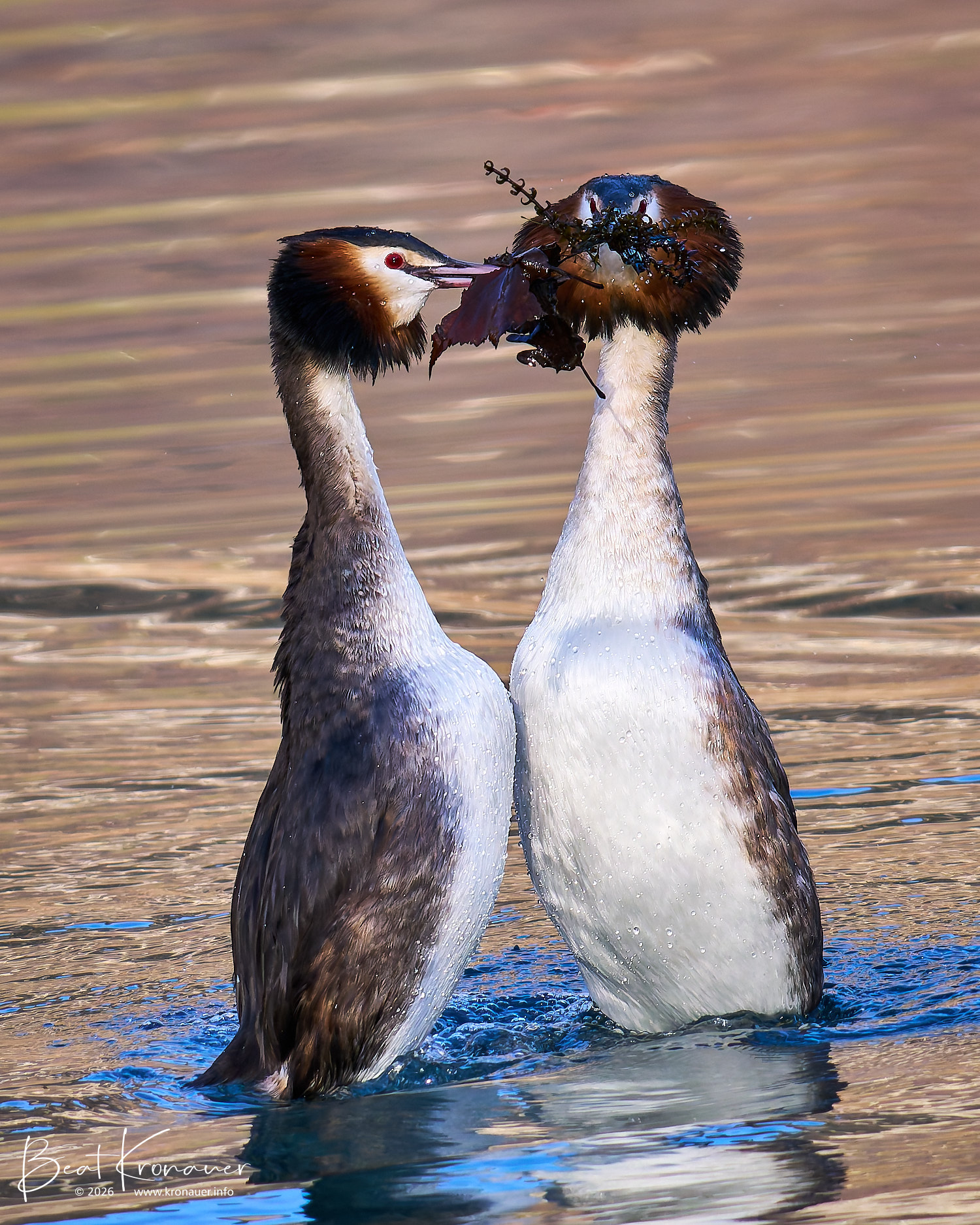 Haubentaucher (Podiceps cristatus), Great Crested Grebe, am Balzen, Seedorf, Naturschutzgebiet Reussdelta, Kanton Uri, Vogel Haubentaucher (Podiceps cristatus), Great Crested Grebe, am Balzen, Seedorf, Naturschutzgebiet Reussdelta, Kanton Uri, Vogel