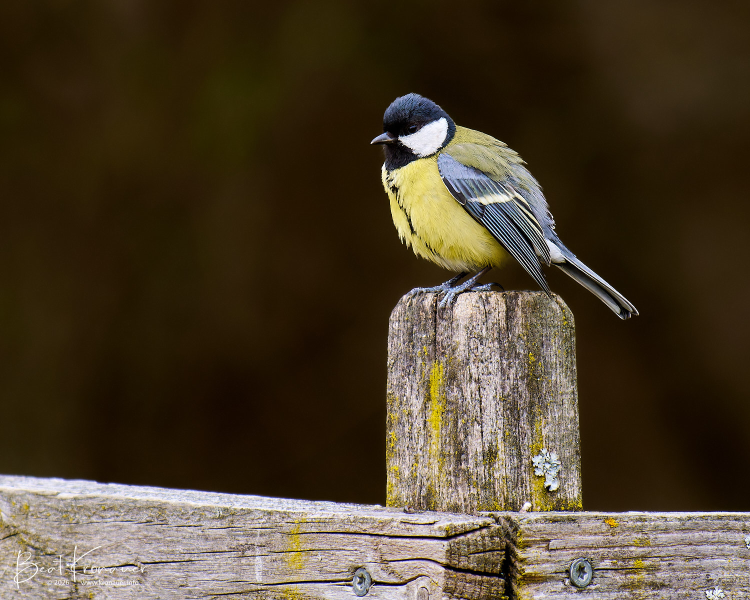 Kohlmeise (Parus major), Great Tit, Seedorf, Naturschutzgebiet Reussdelta, Kanton Uri, Vogel Kohlmeise (Parus major), Great Tit, Seedorf, Naturschutzgebiet Reussdelta, Kanton Uri, Vogel