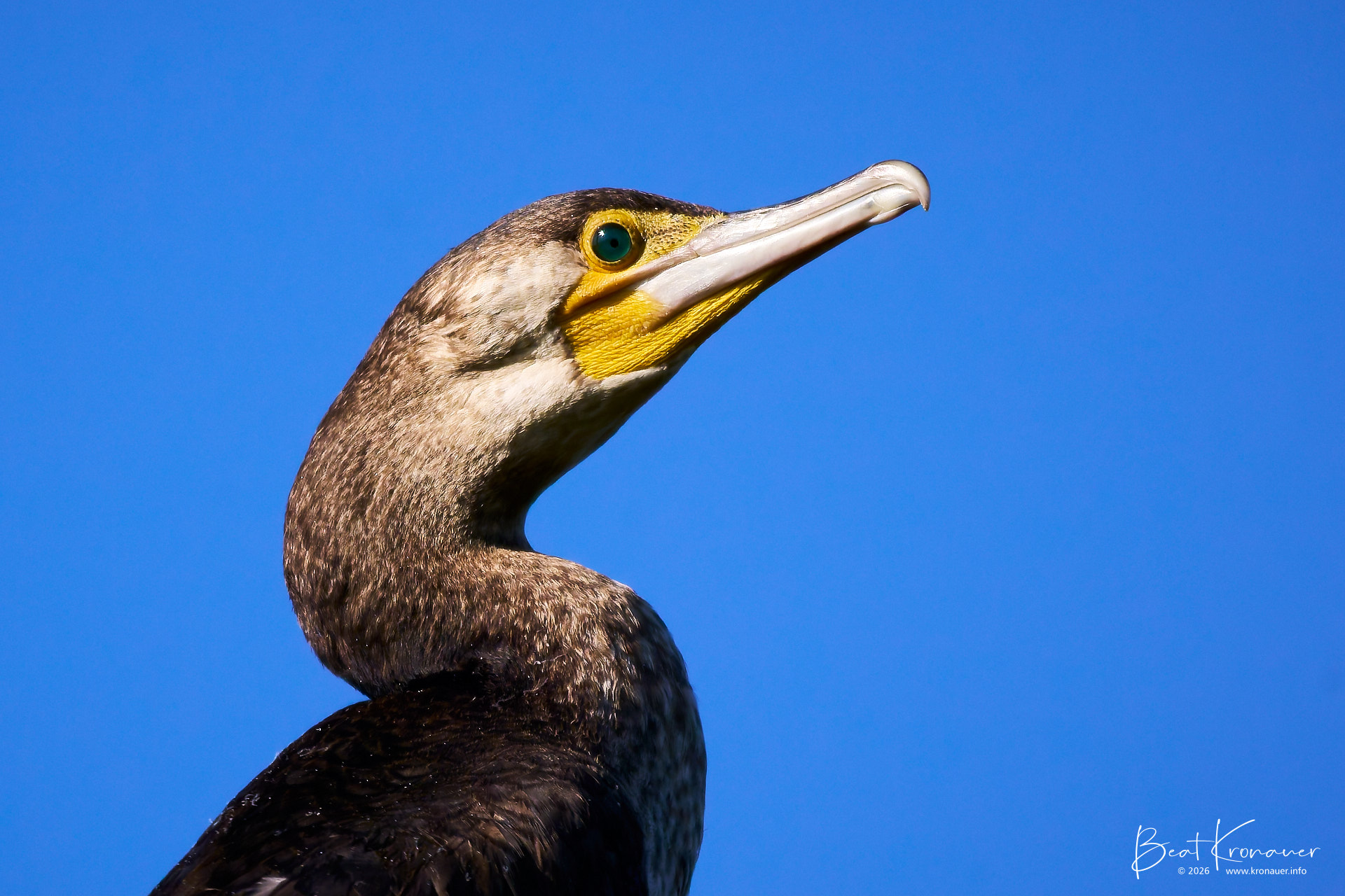 Kormoran (Phalacrocorax carbo), Great Cormorant, Jungvogel, Maschwanden, Naturschutzgebiet Maschwander Allmend, Kanton Zürich, Switzerland, Vogel Kormoran (Phalacrocorax carbo), Great Cormorant, Jungvogel, Maschwanden, Naturschutzgebiet Maschwander Allmend, Kanton Zürich, Switzerland, Vogel