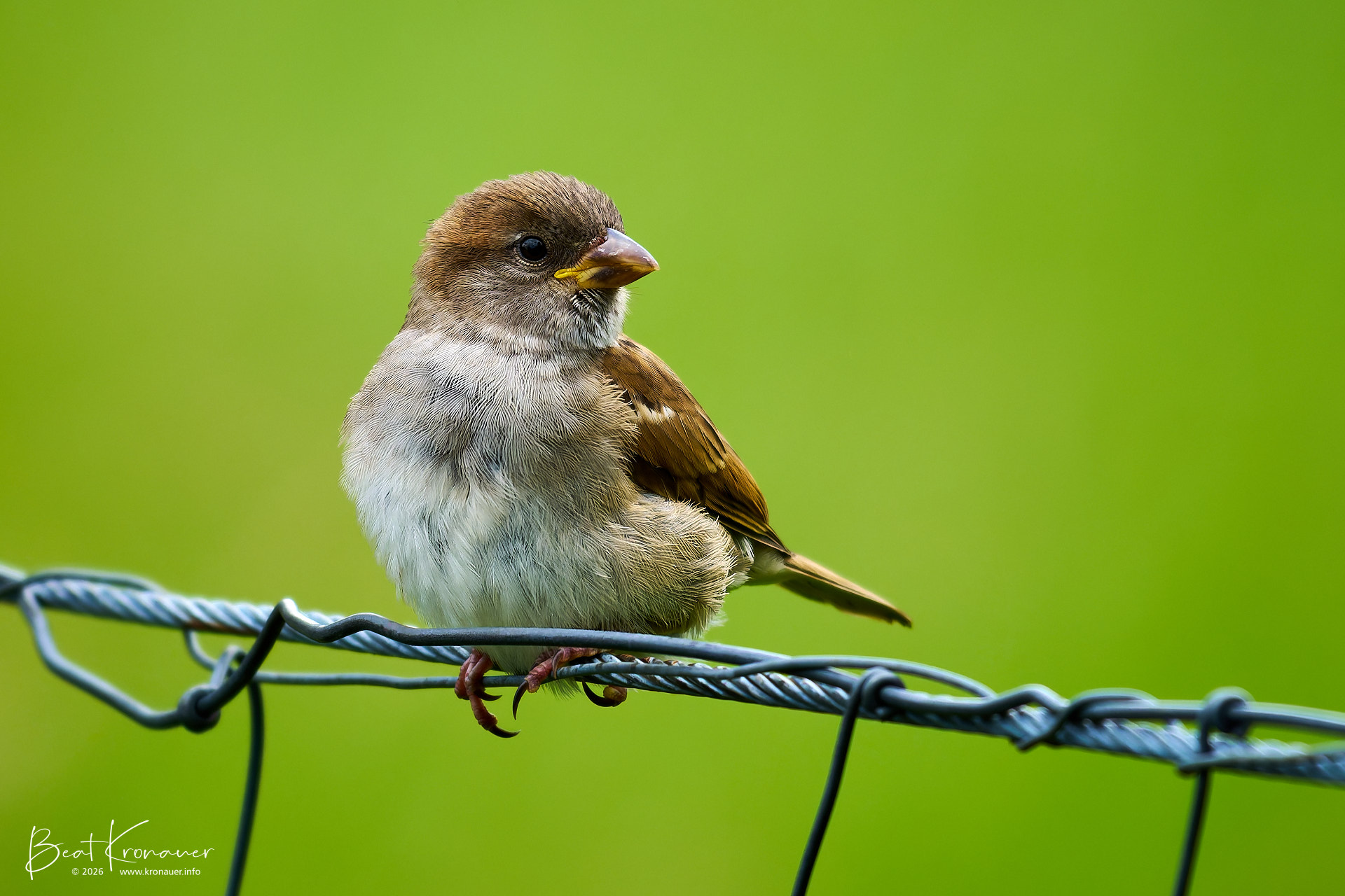 Haussperling (Passer domesticus), Spatz, House Sparrow, Jungvogel, Seedorf, Naturschutzgebiet Reussdelta, Kanton Uri, Switzerland, Vogel Haussperling (Passer domesticus), Spatz, House Sparrow, Jungvogel, Seedorf, Naturschutzgebiet Reussdelta, Kanton Uri, Switzerland, Vogel